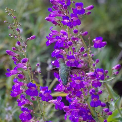 Here Are Some Popular And Easy Native Plants For San Diego