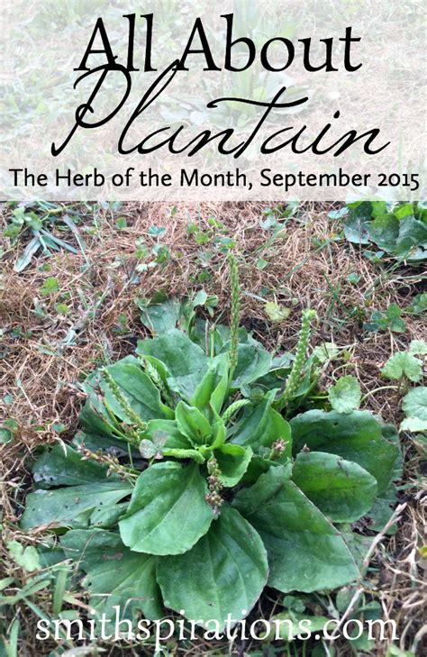 9 amazing uses for plantain weeds – Artofit