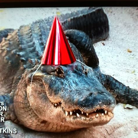 Gator Wearing A Party Hat For Scotts 18th Birthday Cute Reptiles