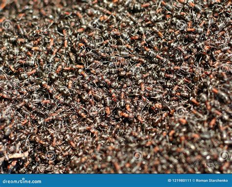 Swarm Of Ants Passing Food Over Abyss Stock Photo | CartoonDealer.com ...