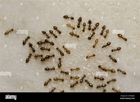 Argentine Ants Linepithema Humile Feeding On The Remains Of A Liquid