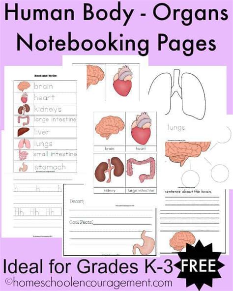 Free Human Body Organs Notebooking Pages For Grades K 3