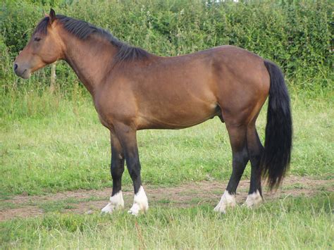 coed newydd sir harry coed newydd stud