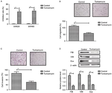 Tunicamycin Treatment Mg Ml Inhibits Growth And Aggressiveness Of