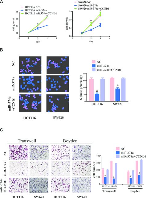 The Effect Of Ccnd1 Re Overexpression On Proliferation Invasion And