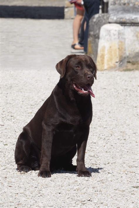 Chien Labrador Retriever Neutron Sans Affixe