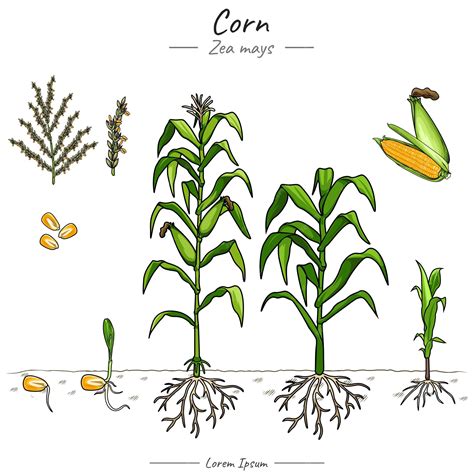 Premium Vector | Corn plant set illustration