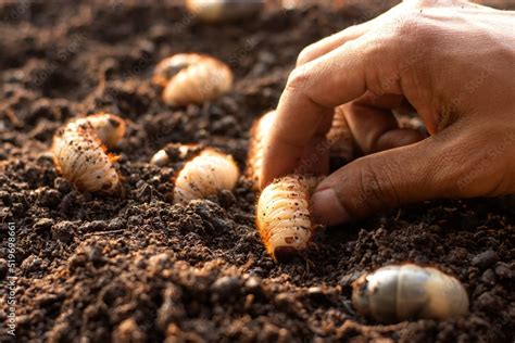 Beetle larvae in the hands of a farmer who cultivates stag beetles on a ...