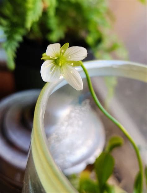 Venus flytrap flower. : r/BotanicalPorn