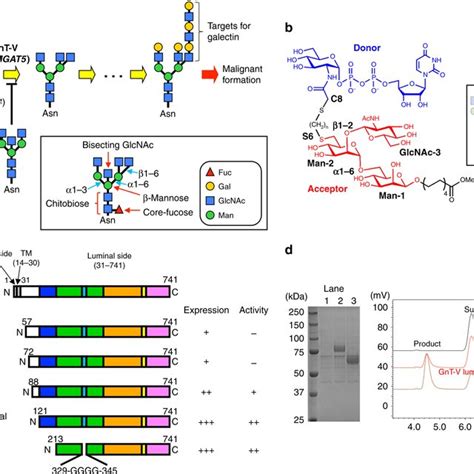 Lectin Based Profiling Of Core Fucosylated N Glycans Of Human Serum Download Scientific Diagram