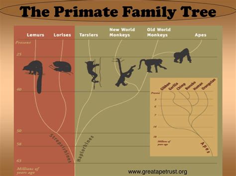 Primate Family Tree