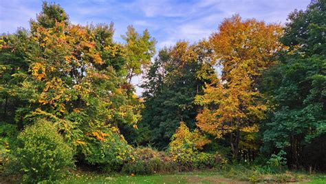 Under The White Oak Leaves Autumn In Our Forest Tanja Chester Flickr