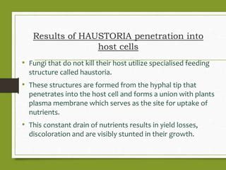 KINGDOM FUNGIII - ITS HYPHAL MODIFICATIONS | PPT