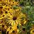 Zonnehoed Rudbeckia Subtomentosa Henry Eilers Planten Online Kopen