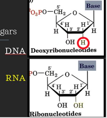 Nucleic Acids Dna And Rna Flashcards Quizlet