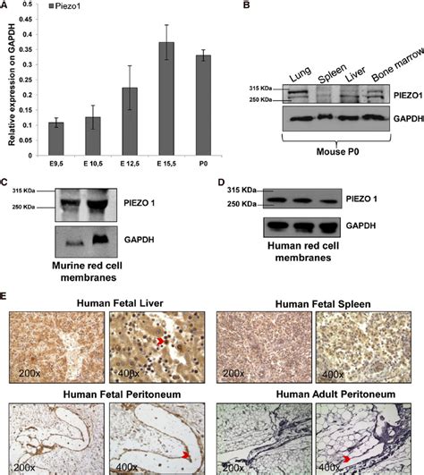 Piezo1 Characterization During Mouse And Human Embryonic Development Download Scientific