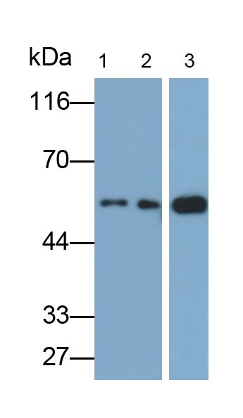 Mab180hu23 簇集蛋白clu单克隆抗体 Homo Sapiens Human，人 Uscn武汉优尔生商贸有限公司