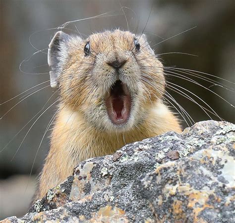 American Pika Interaction near Murdoch Creek