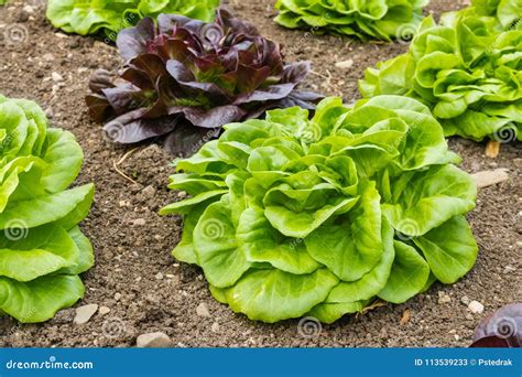 Green and Purple Leaf Lettuce Plants Growing in Garden Stock Image ...