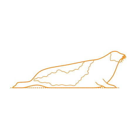 Harp Seal (Pagophilus groenlandicus) Dimensions & Drawings | Dimensions.com