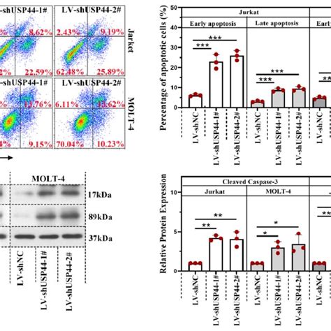 Knockdown Of Usp44 Induced Apoptosis Of T All Cells A Apoptosis In Download Scientific