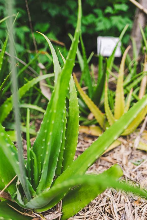 An unbe-leaf-able plant: Utilizing aloe vera - ECHO