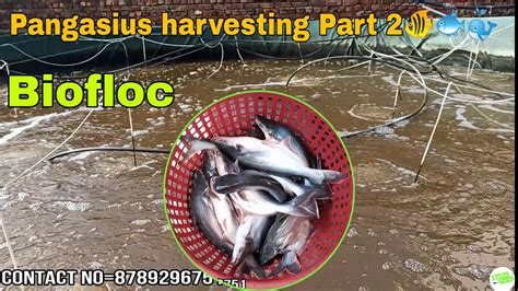 Pangasius harvesting in biofloc tank part 2 35000 liter tank म