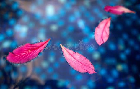 Pink Flower Petals Float On The Surface Of Water Stock Image Image Of