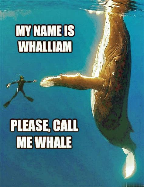 Whale, Hello There: The Top Whale Memes that will make you Laugh