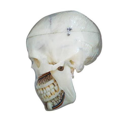 Skull Model Um F Tangshan Umg Medical Instrument Head Dental