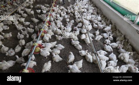 Black African Farm Worker Catches Chickens By Their Legs In A Broiler