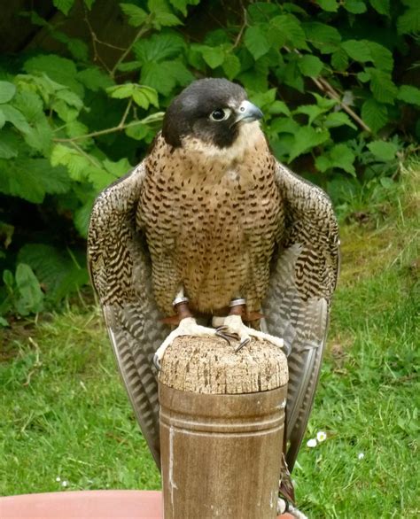 At What Age Do Falconers Breed Their Peregrine Falcon Falconry Advice