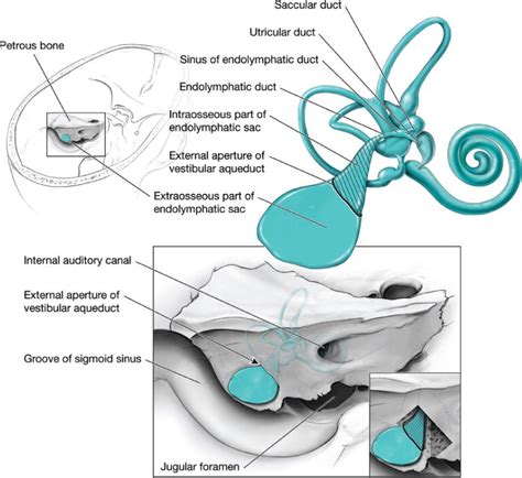 Endolymphatic Sac