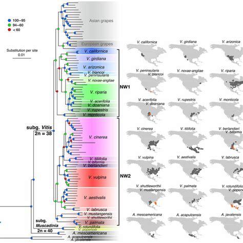 Best Phylogenetic Networks Inferred By SNaQ From Analyses Of Different