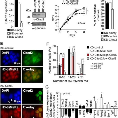 Cited2 Knockdown Results In Spontaneous Differentiation In Embryonic