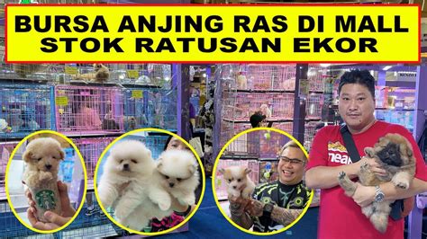 Bursa Anjing Ras Di Mall Stok Ratusan Ekor Pet Bazaar Terbesar Mal