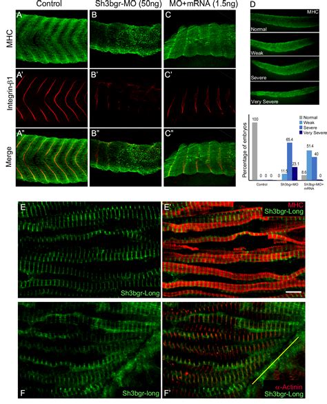 Figure From A Thioredoxin Fold Protein Sh Bgr Regulates Enah And Is