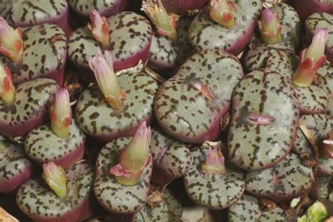 Conophytum Obcordellum Planting Succulents Lithops Super Natural