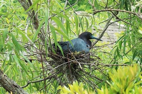 Hatch, nest, eggs, chicks, blue - free image from needpix.com