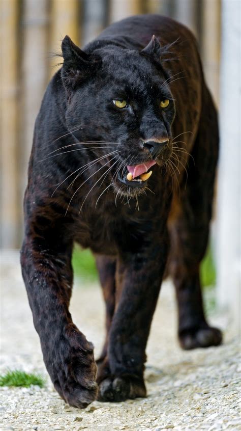 Animal Black Panther Images - Animal Mania