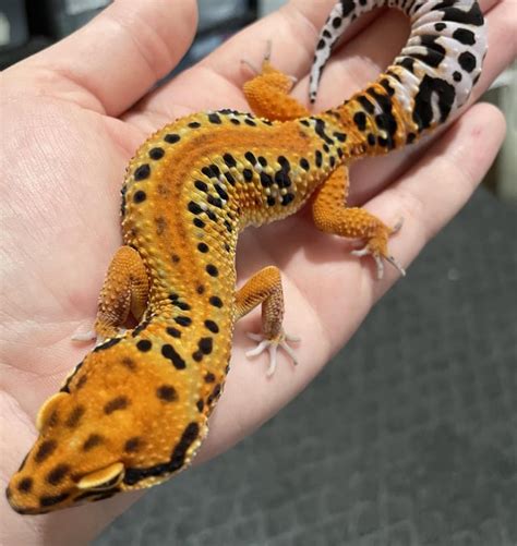 Oc Poncho🔥🍊 Rleopardgeckos