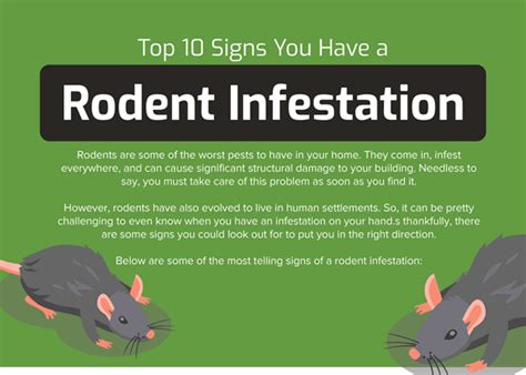 Top 10 Signs You Have A Rodent Infestation Infographic Infographic