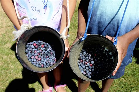 Theres Still Time To Visit U Pick Blueberry Farms In Federal Way