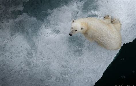 Il 27 febbraio è la Giornata Mondiale dell Orso Polare imgpress