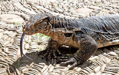 Water Monitor Lizard | Stock image | Colourbox