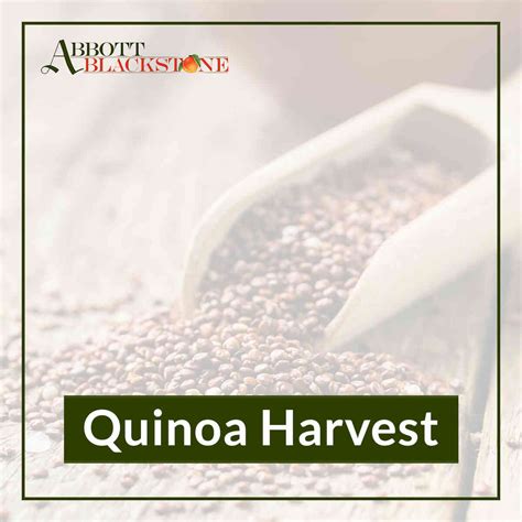 Learn More About Quinoa Harverst At Abbott Blackstone, FL