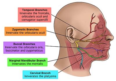 Facial Nerves Anatomy