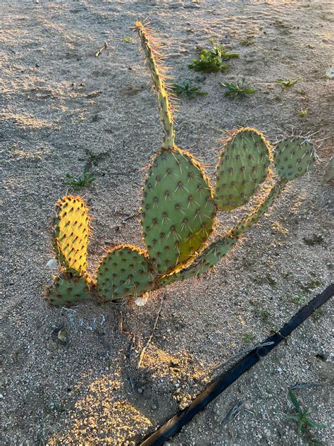 Mojave Desert Prickly Pear Cactus Opuntia Phaeacantha Etsy