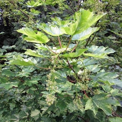 Sycamore Maple Acer Pseudoplatanus Spaethii Garden Org