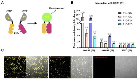 Ijms Free Full Text Evidence And Metabolic Implications For A New